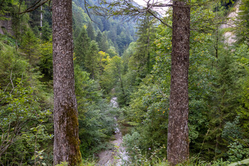 Fototapeta premium Two trees and the riverbed below