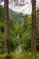 Two trees and the riverbed below