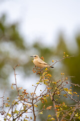 A light brown northern wheater bird with darker wings perches gracefully on a berry-laden branch, framed by green leaves and a softly blurred natural backdrop.