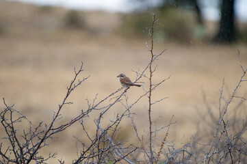 A small brown and gray red-backed shrike bird with a light underbelly perches gracefully on a bush branch