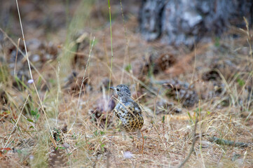 A speckled mistle thrush bird stands camouflaged among dry grass, pine cones, and forest debris, blending seamlessly into its serene woodland habitat.