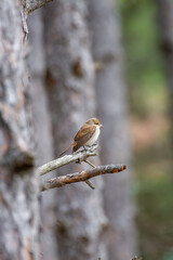 a red-backed shrike rests quietly on a forest branch, surrounded by blurred tree trunks and soft foliage that evoke a serene woodland atmosphere.