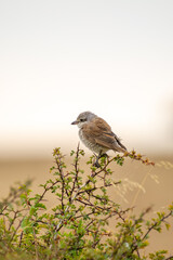 A small brown and gray red-backed shrike bird with a light underbelly perches gracefully on a bush branch, its delicate feathers sharply defined against a softly blurred natural background.