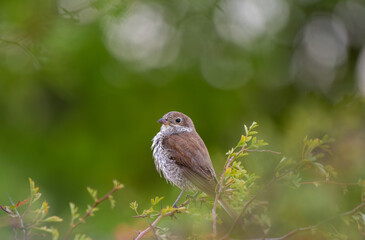 A young red-backed shrake bird perches attentively on a leafy branch, sharply framed against a soft green bokeh background that highlights its delicate features.