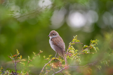 A small brown red-backed shrike  bird with a light underbelly perches delicately on a leafy branch, sharply framed against a soft green blur of natural foliage in the background.