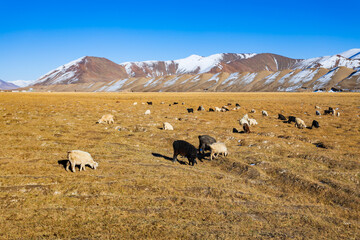 A flock of sheep and goats near the Murghab town