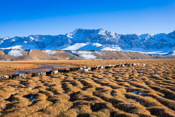 A flock of sheep and goats near the Murghab town