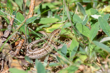 Lizard in summer grass, close-up wildlife photo with natural green background