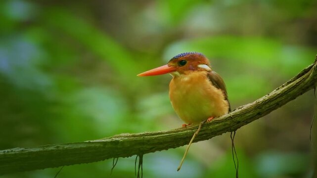 Sulawesi dwarf kingfisher Ceyx fallax ruddy bird in Alcedinidae endemic to Sulawesi, also Celebes forest or Blue-crowned or Celebes dwarf-kingfisher, and Celebes pygmy-kingfisher.