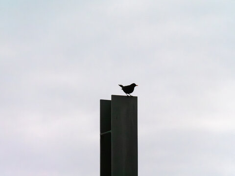 Bird perched on a pole against a cloudy sky