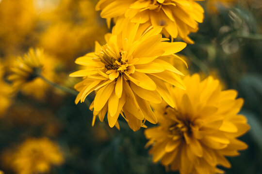 Fototapeta Vibrant rudbeckia golden ball flowers in full bloom