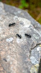 Three ants on a rock