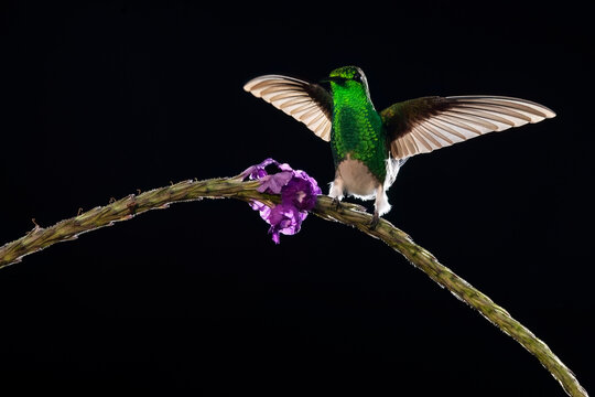 White bellied hummingbird on flower against black background