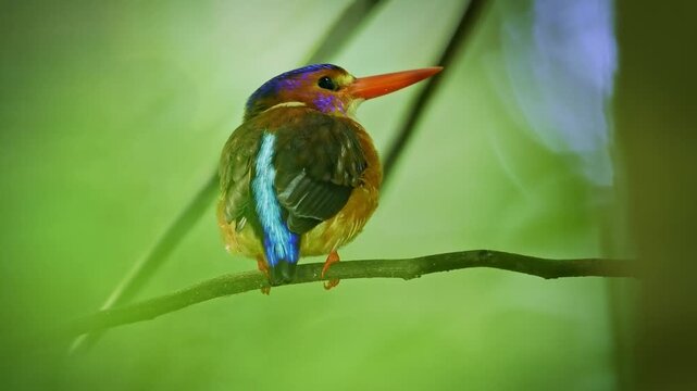 Sulawesi dwarf kingfisher Ceyx fallax ruddy bird in Alcedinidae endemic to Sulawesi, also Celebes forest or Blue-crowned or Celebes dwarf-kingfisher, and Celebes pygmy-kingfisher.