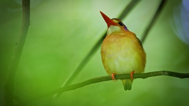 Sulawesi dwarf kingfisher Ceyx fallax ruddy bird in Alcedinidae endemic to Sulawesi, also Celebes forest or Blue-crowned or Celebes dwarf-kingfisher, and Celebes pygmy-kingfisher.