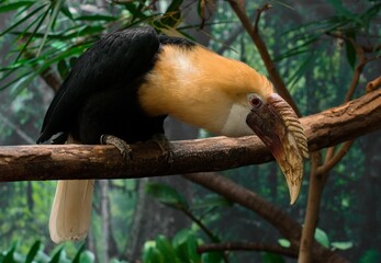 Papuan Hornbill