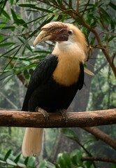 Papuan Hornbill