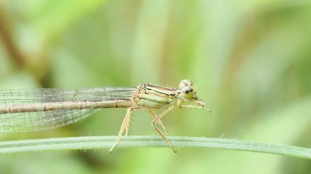 Agrion &agrave; larges pattes (Platycnemis pennipes) pos&eacute; sur une tige dans l&rsquo;Yonne, Bourgogne, France