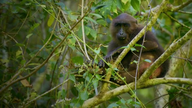 Moor macaque Macaca maura monkey with brown black body fur with a pale rump patch and pink bare skin on the rump, eats rice, figs, bamboo seeds, buds, invertebrates and cereals in tropical rainforest.