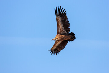 Griffon vulture soaring in a clear blue sky.