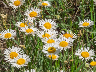 Fototapeta premium Fleabane wildflowers in full bloom