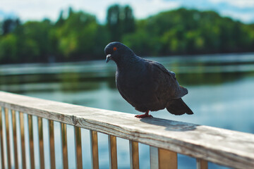 Dark Gray Pigeon Standing On One Leg On Wooden Railing With Blurred Lake And Green Trees In Soft Daylight.
