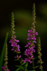 loosestrife portrait