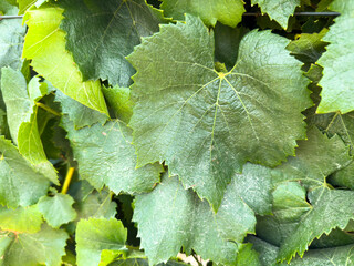 Close up of green vineyard leaves with yellowish sunset color. wine farming.