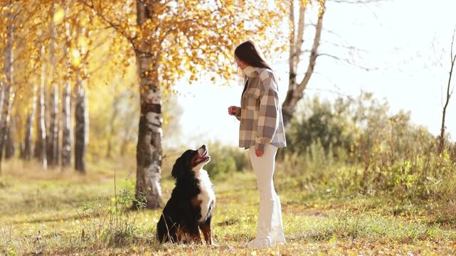 Young woman in white boots and leggings and a plaid coat train her dog in a city park. The stylish owner uses a treat for training puppy on the street fall park. Bernese Mountain Dog close-up