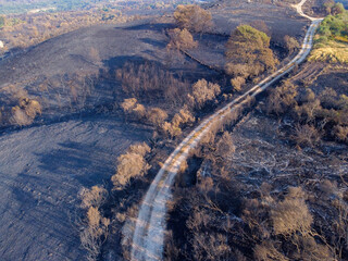 A Dirt Road Crossing a Burnt Landscape After a Wildfire. Concept The path to recovery.
