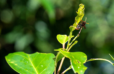 Australian hornet (Abispa ephippium)