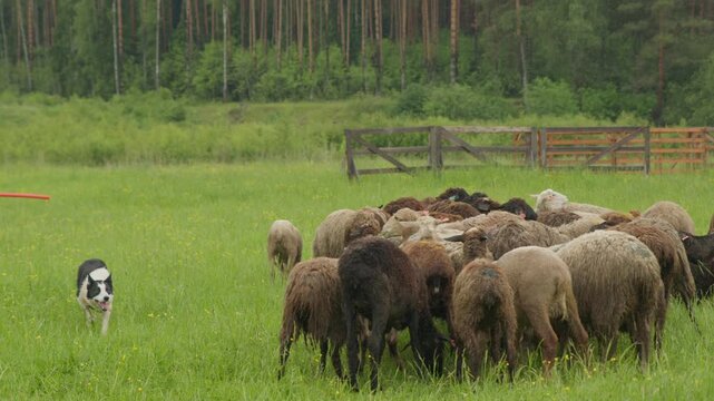 A herd of sheep is grazed by a border collie service dog during training