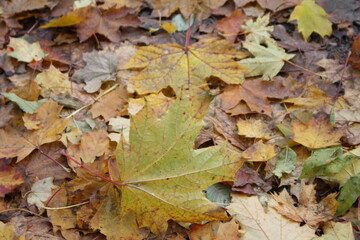 autumn leaves background