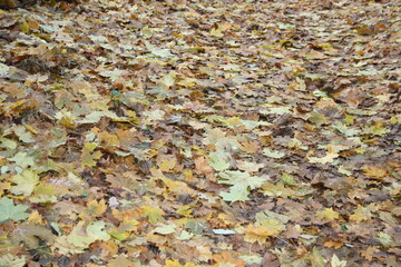 autumn leaves background