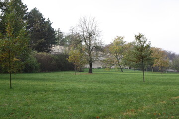 Obraz premium trees in the park