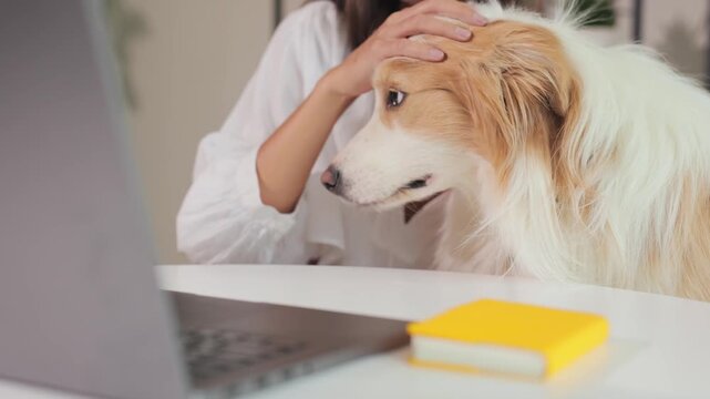 Girl sitting at desk working on computer with beloved Border Collie dog by her side, home office scene, pet companionship, focused study, cozy indoor environment