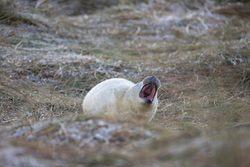 A grey seal pup has a lazy yawn while waiting for its mother.