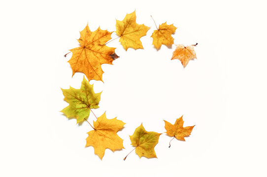 Autumn background made of seasonal maple autumn leaves on the white background with free space for text, autumn wreath background