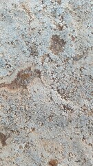 Sandstone surface covered with dead algae