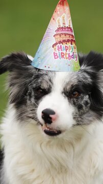 Funny cute Border Collie Yawns funny wears a birthday hat. The adorable pet dog celebrates a Happy Birthday party with a festive and joyful atmosphere