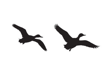 Two canada geese flying in silhouette majestic wings spread against white sky