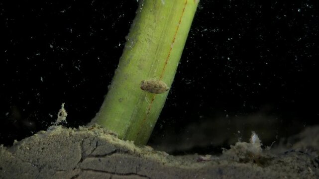 Water boatman underwater macro photography