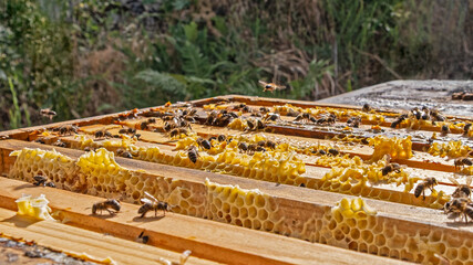 Bees working on honeycombs for honey production