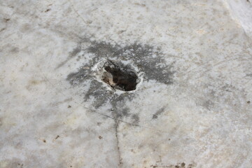 ant on the ground