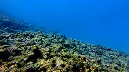 Vivid blue sea, underwater seascape with colorful stones and algae. Blue color, shallow ocean. Water with the rocky landscape, underwater photography from scuba diving. Sea and stones, travel picture.