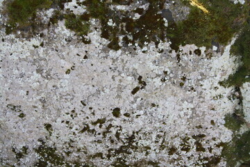 lichen on stone