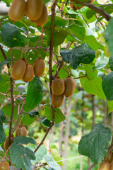 Close-up of ripe kiwi fruits hanging on vine with lush green leaves in natural sunlight
