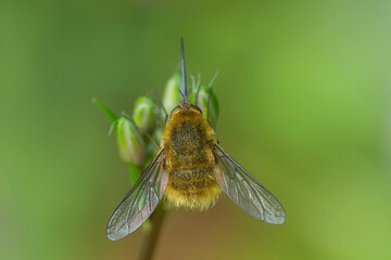 Closeup on a small fluffy bee-fly , Systoechus ctenopterus in Bulgaria