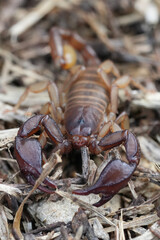 Vertical closeup on a Bulgarian  Euscorpius deltshevi scorpion on the ground