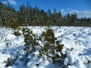 Mountain pine on a snowy forest edge